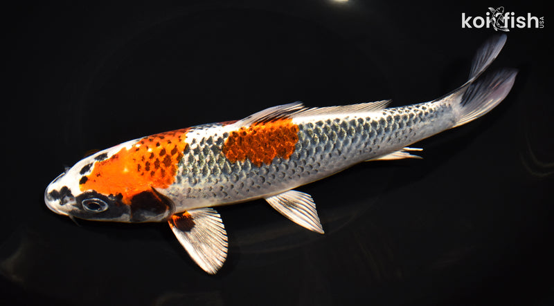 8.5" BENI GINGA