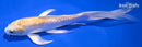 6.75" GINRIN LEMON HARIWAKE BUTTERFLY