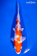 6.25" GINRIN KIKUSUI