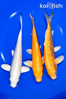 PACK OF (3) 6.75-7" STANDARD KOI