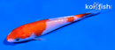 4" KOHAKU