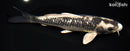 8.25" GINRIN GINGA