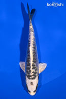 6" KIKOKUYU