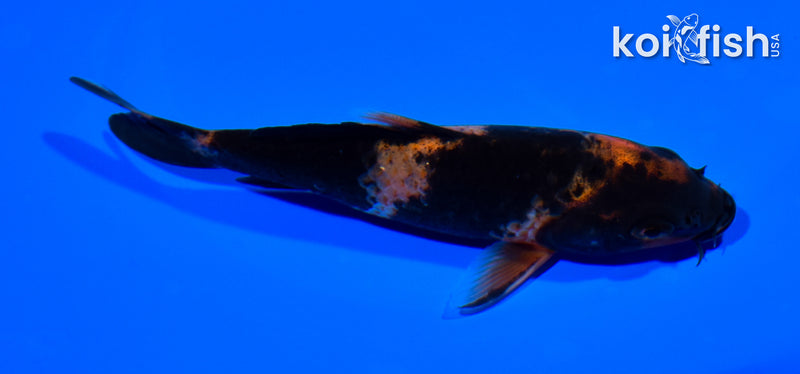 5.25" HI UTSURI
