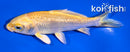 4" GINRIN YAMABUKI OGON