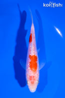 4.5" GINRIN KOHAKU