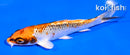 4.5" KUJAKU