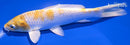 6.5" LEMON HARIWAKE
