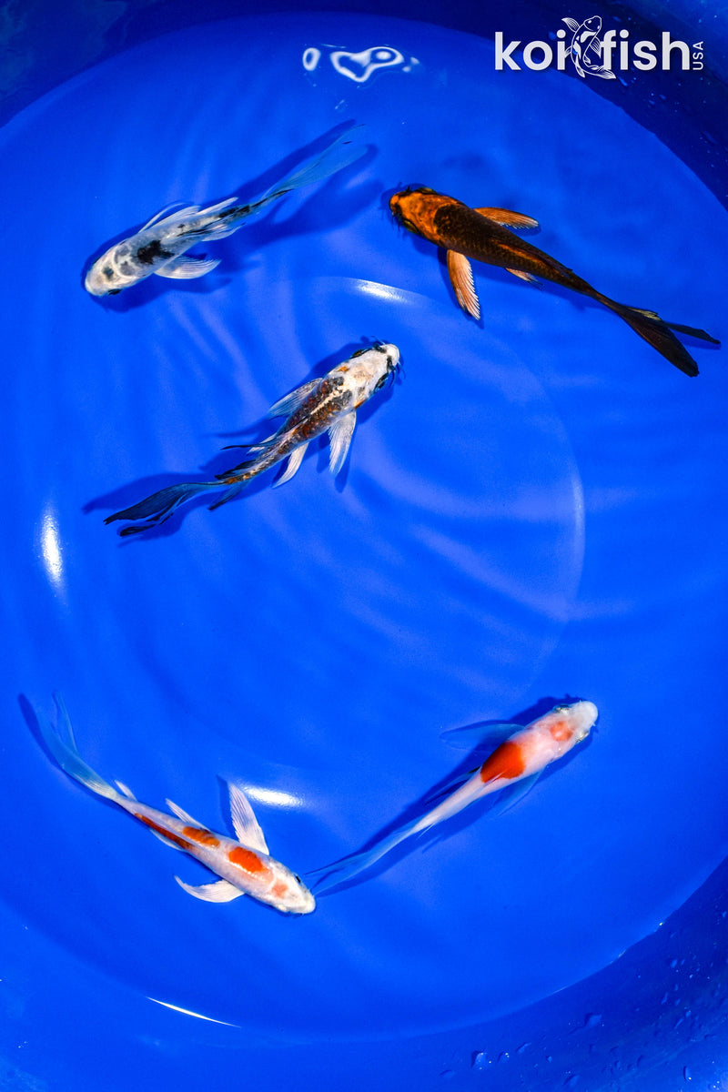 PACK OF (5) 3-4" BUTTERFLY KOI