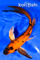 8" KIN HI UTSURI BUTTERFLY