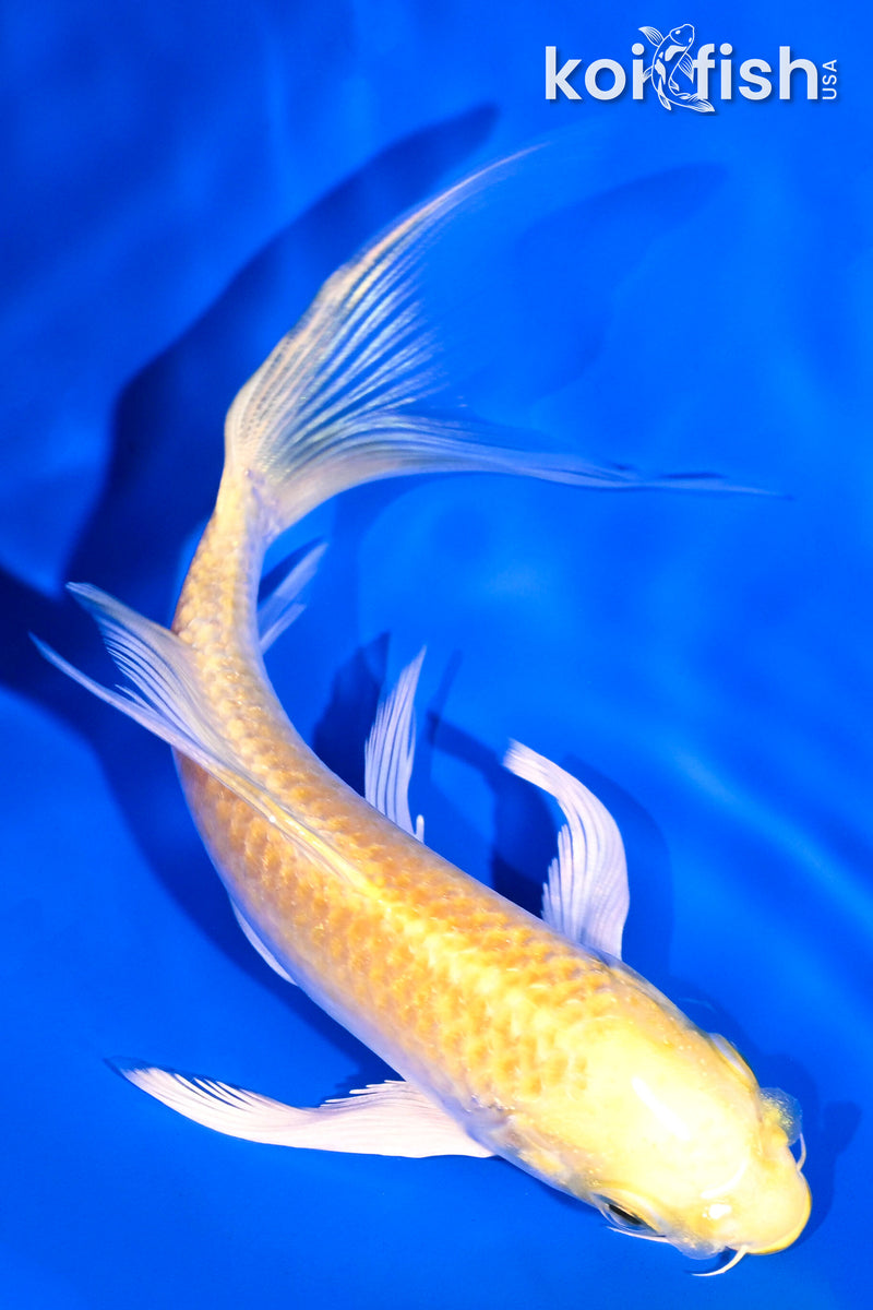 5.25" YAMABUKI OGON BUTTERFLY