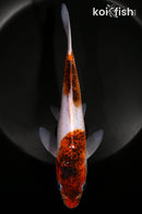 9" BUDO GOROMO