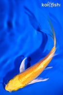 5.5" YAMABUKI OGON BUTTERFLY