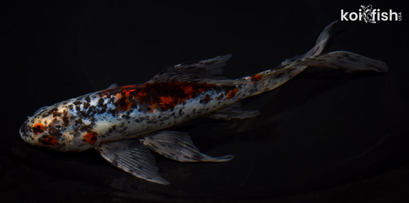 7.75" SHUBUNKIN GOLDFISH