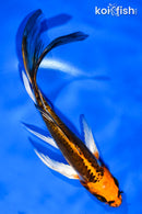 6" BENI KIKOKURYU BUTTERFLY