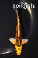 4.75" ARAGOKE BENI KIKOKURYU