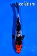 4" SHOWA