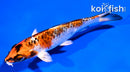 4" KUJAKU