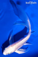 5.5" GINRIN PLATINUM OGON BUTTERFLY