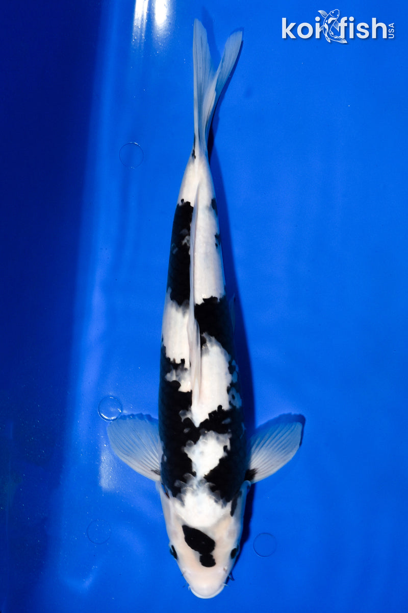 14.5" SHIRO UTSURI