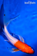 5.25" HARIWAKE BUTTERFLY