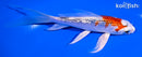 5.75" GINRIN YAMATO NISHIKI BUTTERFLY