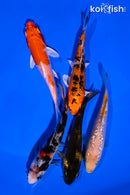PACK OF (5) 4-5" STANDARD KOI