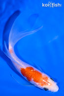 5" GINRIN KOHAKU BUTTERFLY