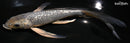 9" GINRIN METALLIC SORAGOI BUTTERFLY