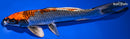 10.25" BENI GINGA