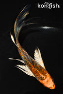 5" ARAGOKE HEISEI NISHIKI BUTTERFLY