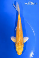 5" YAMABUKI OGON