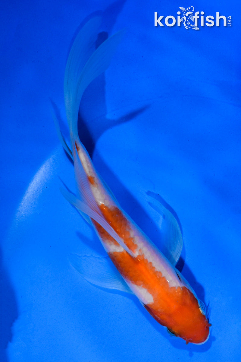 5.5" KOHAKU BUTTERFLY
