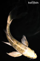 5.75" KUJAKU BUTTERFLY