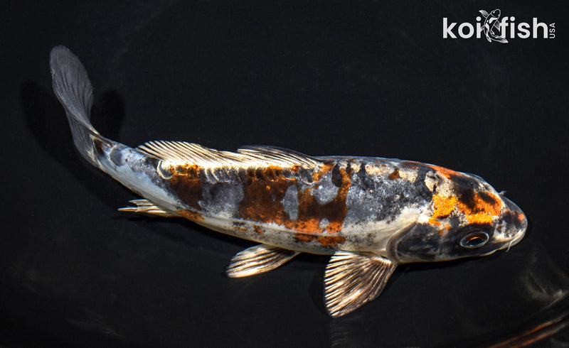 7.75" BENI KIKOKURYU