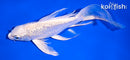 6.5" GINRIN PLATINUM OGON BUTTERFLY