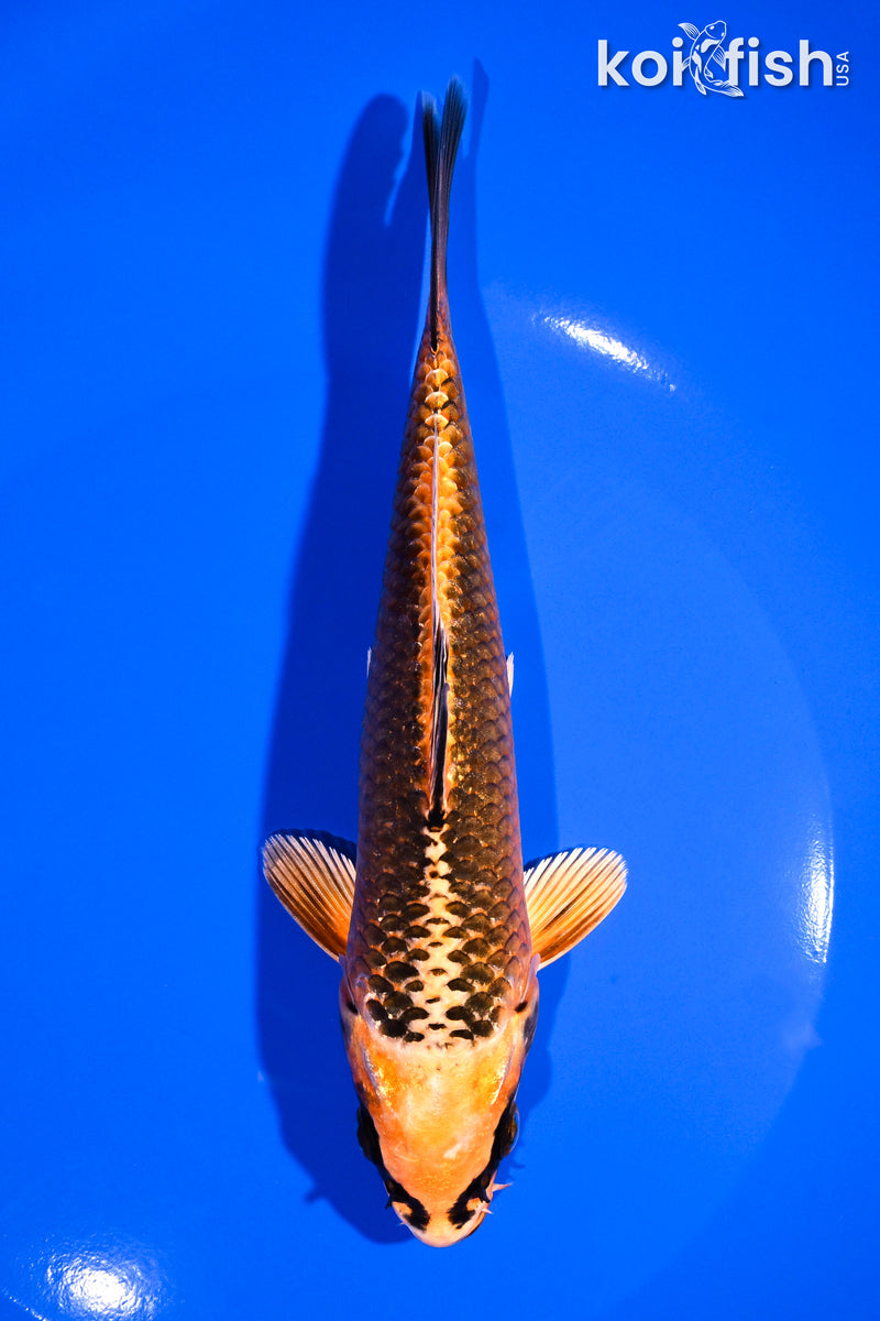 6.5" ORENJI MATSUBA
