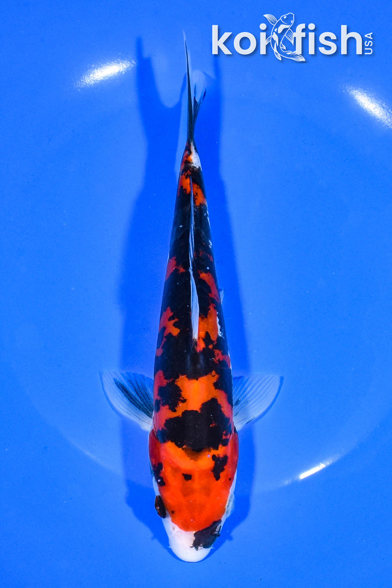7.5" DOITSU SANKE