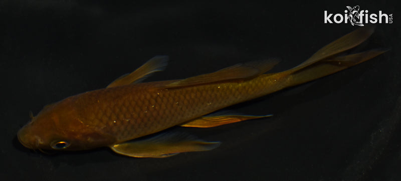 5.5" CHAGOI BUTTERFLY