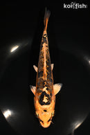 7.25" ARAGOKE ORENJI MATSUBA