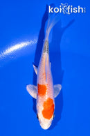 3.5" YAMATO NISHIKI