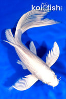 9.5" PLATINUM OGON BUTTERFLY