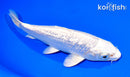 6.75" GINRIN PLATINUM OGON