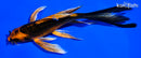 5.5" ORENJI MATSUBA BUTTERFLY