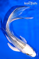 6" GIN MATSUBA BUTTERFLY