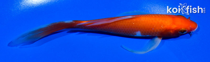 5.5" KOHAKU BUTTERFLY