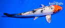 6" YAMATO NISHIKI