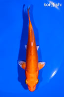 5.25" DOITSU ORENJI OGON