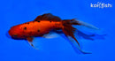 5.75" WATONAI GOLDFISH