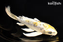 7.5" KIN KIKOKURYU BUTTERFLY